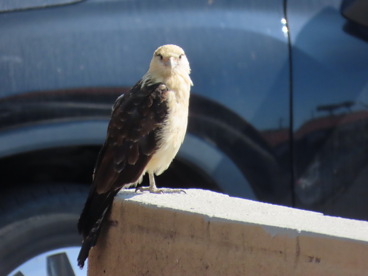 Caracara Chimachima - ML620428956