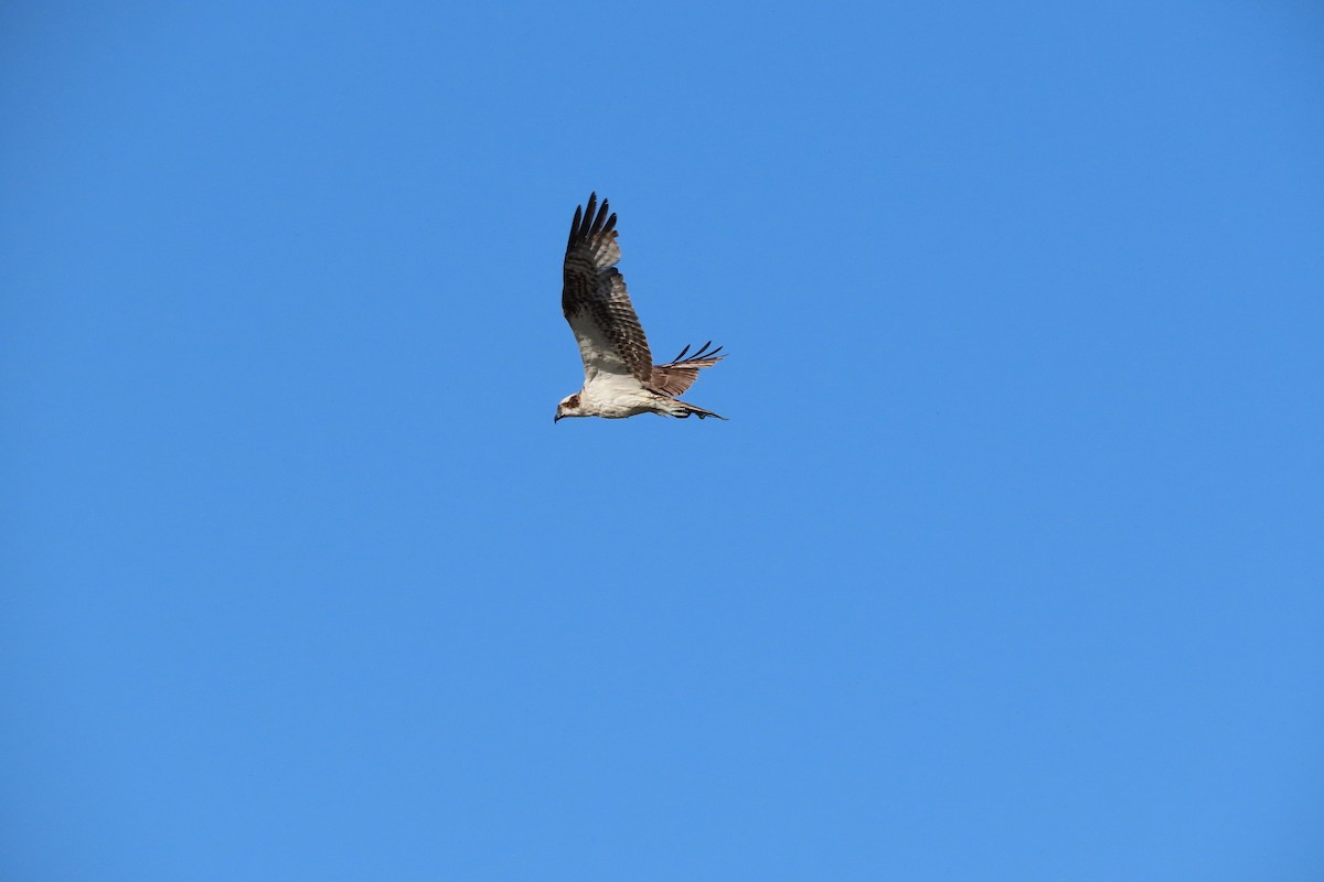 Balbuzard pêcheur - ML620428964