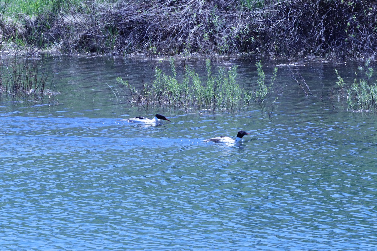 Common Merganser - Susano Medina