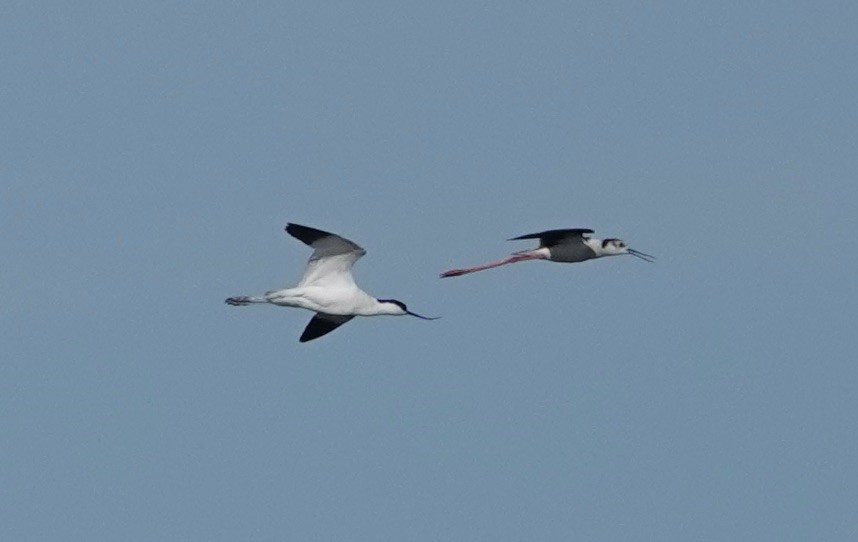 Black-winged Stilt - ML620428972