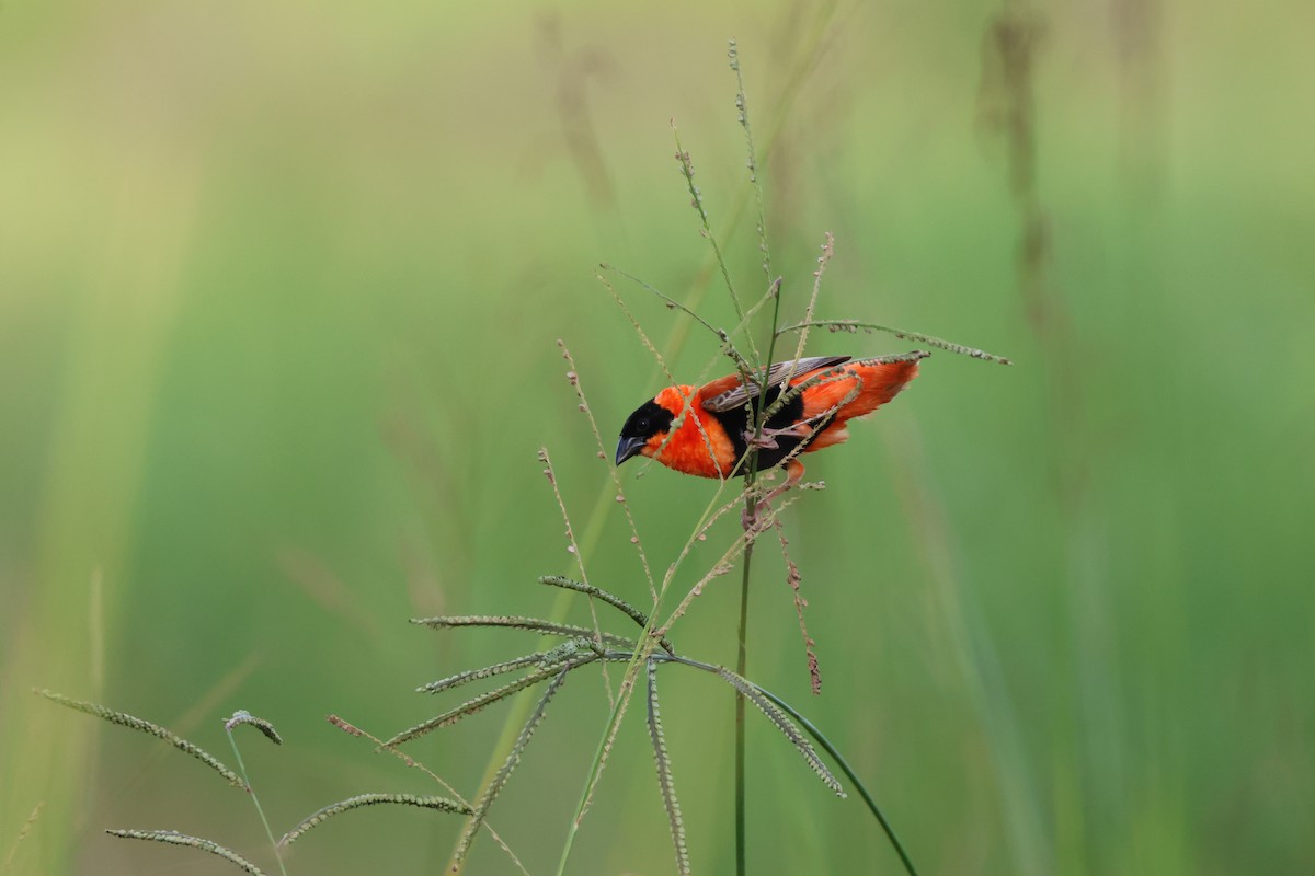 Northern Red Bishop - ML620428973