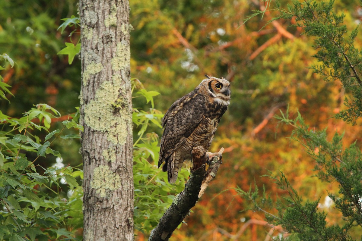 Great Horned Owl - ML620428978