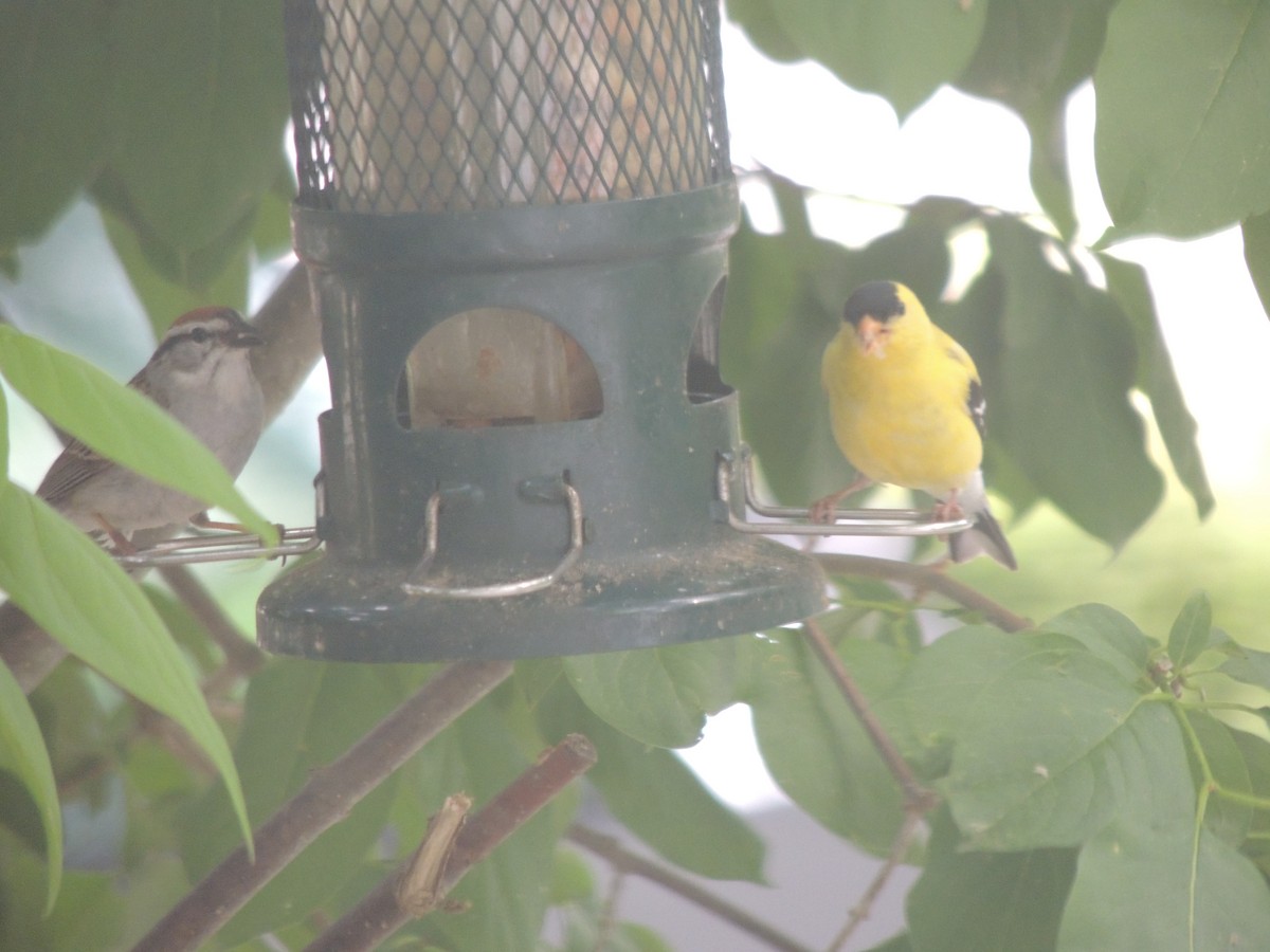 Chipping Sparrow - ML620428980