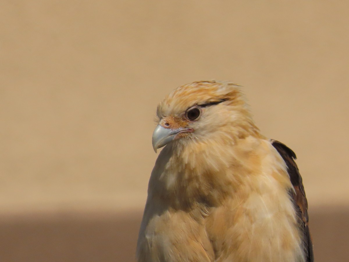 Caracara à tête jaune - ML620428983