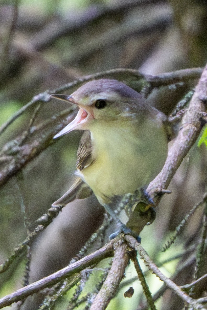 Ötücü Vireo - ML620428984