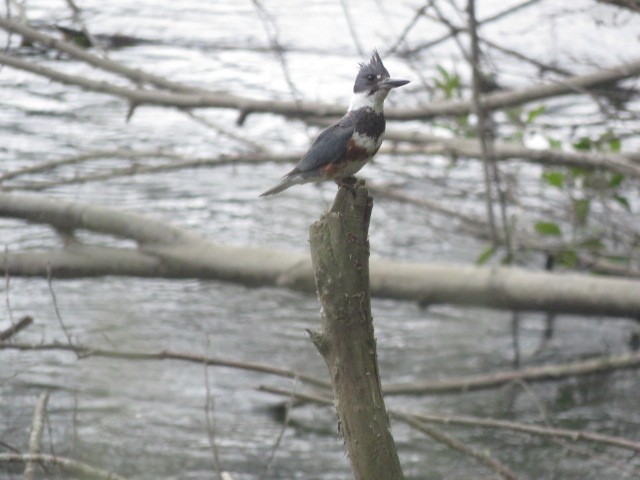 Belted Kingfisher - ML620428990
