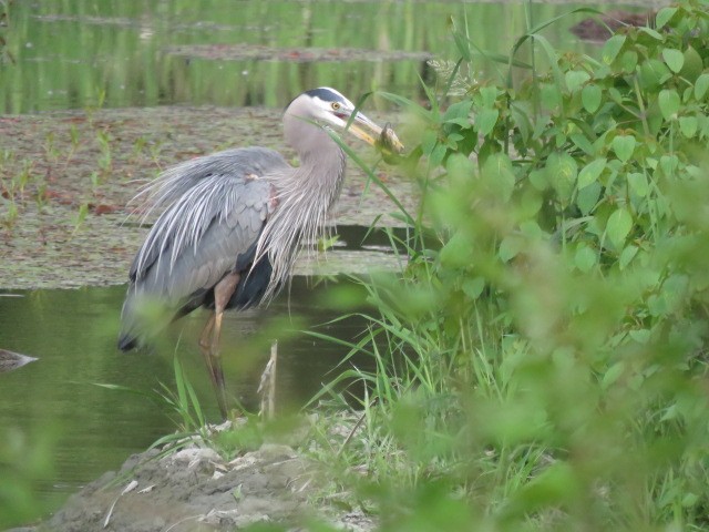 Great Blue Heron - ML620428994