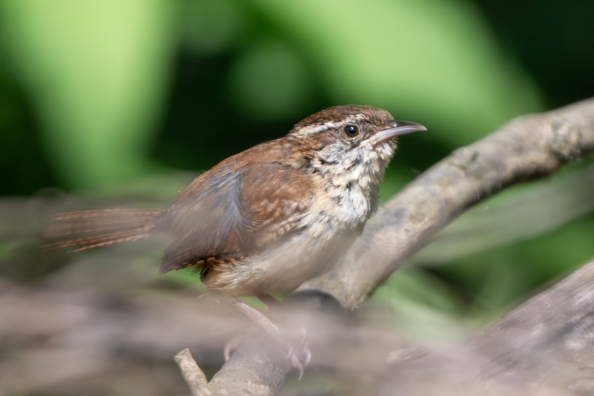 Carolina Wren - ML620428995