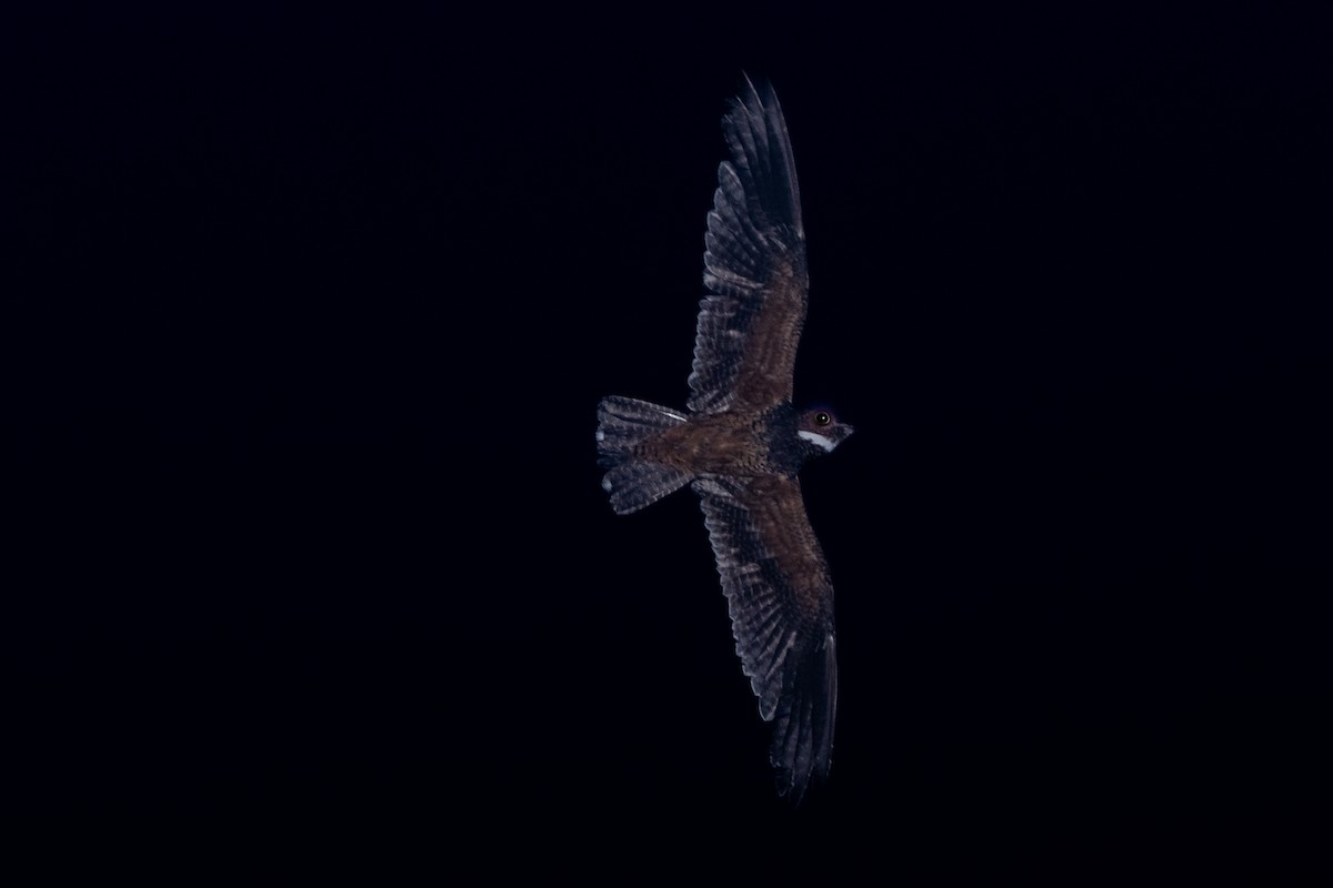 Short-tailed Nighthawk - Celso Modesto Jr.