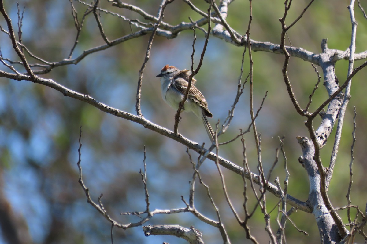 Chipping Sparrow - ML620428998