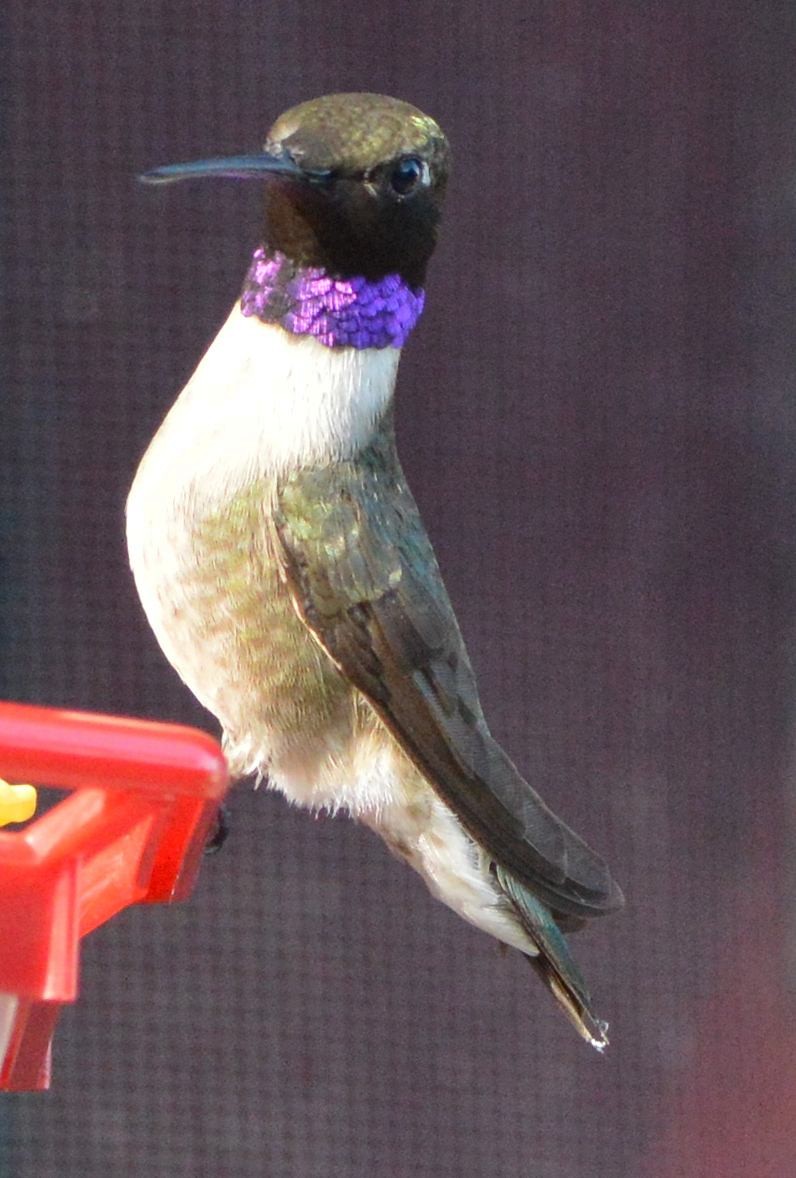 Black-chinned Hummingbird - ML620428999