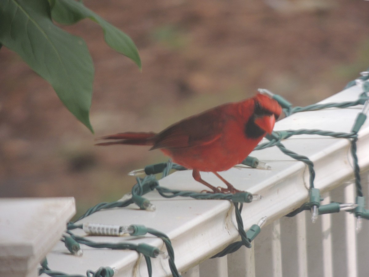 Northern Cardinal - Glenn Knoblock