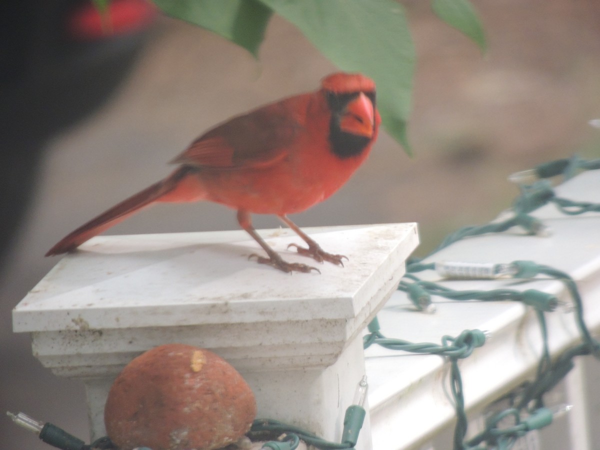 Northern Cardinal - ML620429004