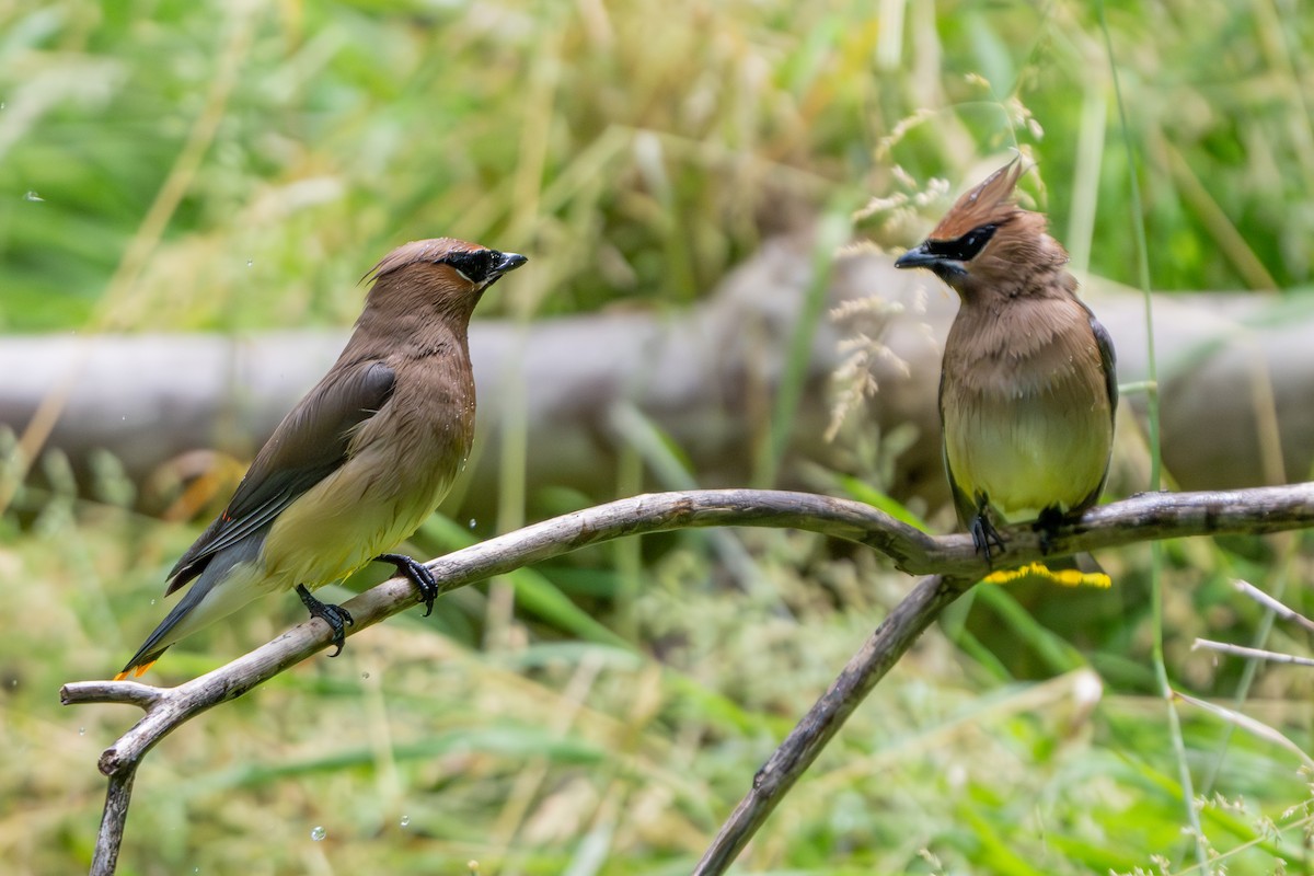 Cedar Waxwing - ML620429012