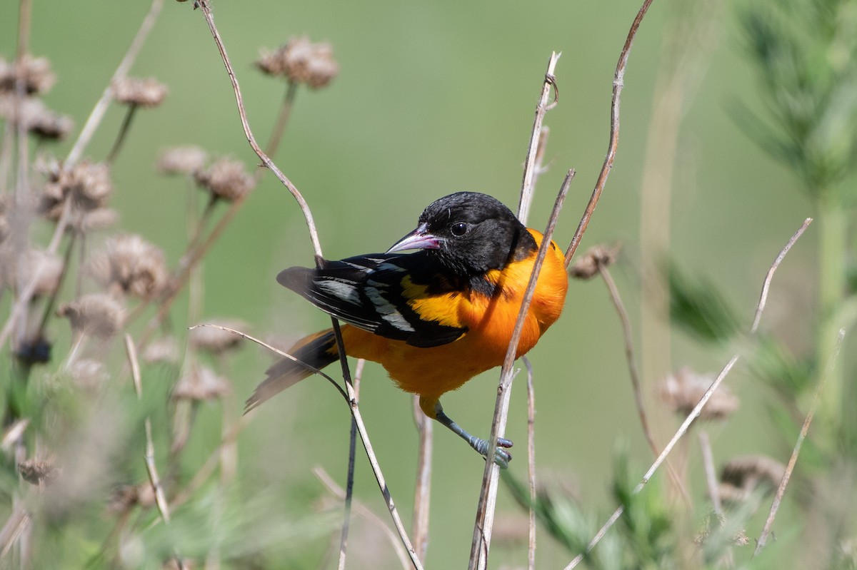 Baltimore Oriole - ML620429015