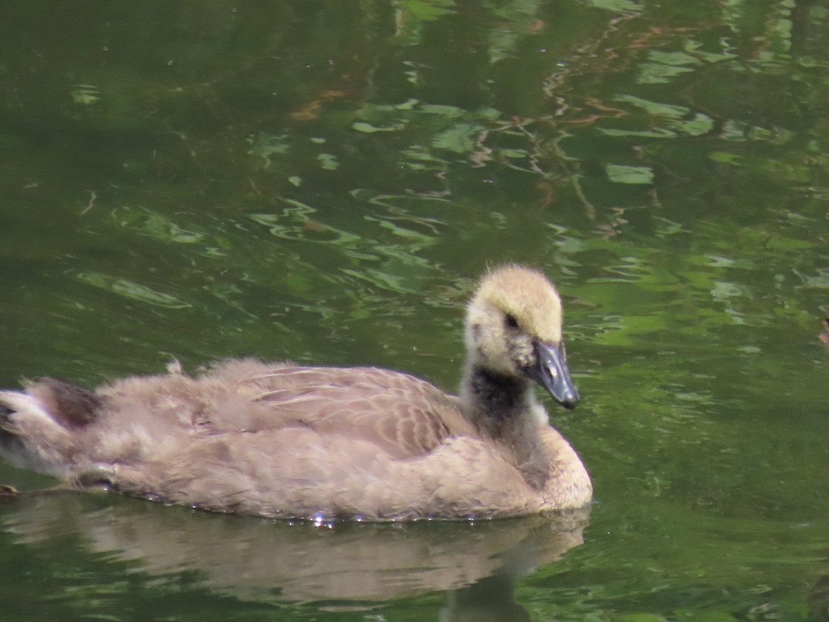 Canada Goose - ML620429021