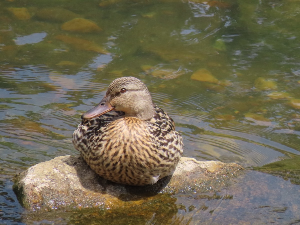 Canard colvert - ML620429026