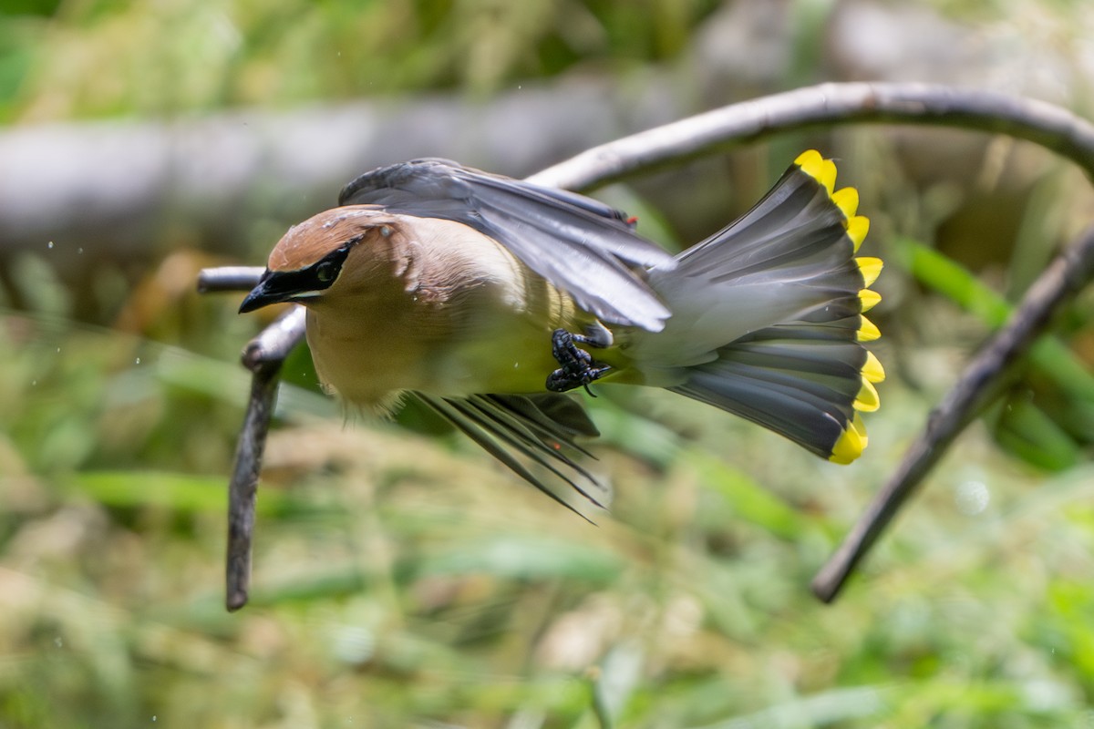 Cedar Waxwing - ML620429033