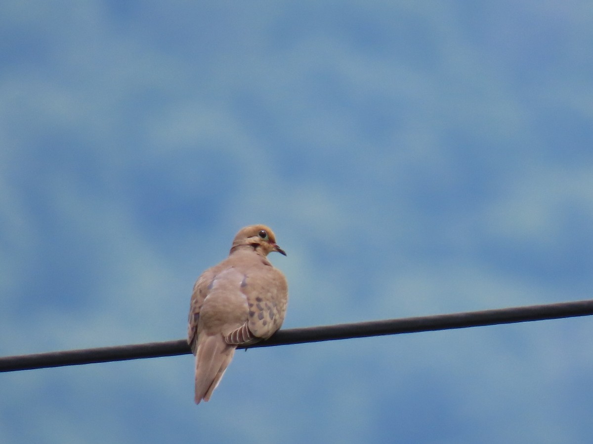 Mourning Dove - ML620429045