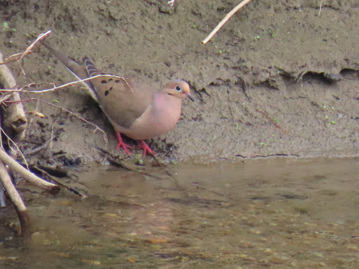 Mourning Dove - ML620429046