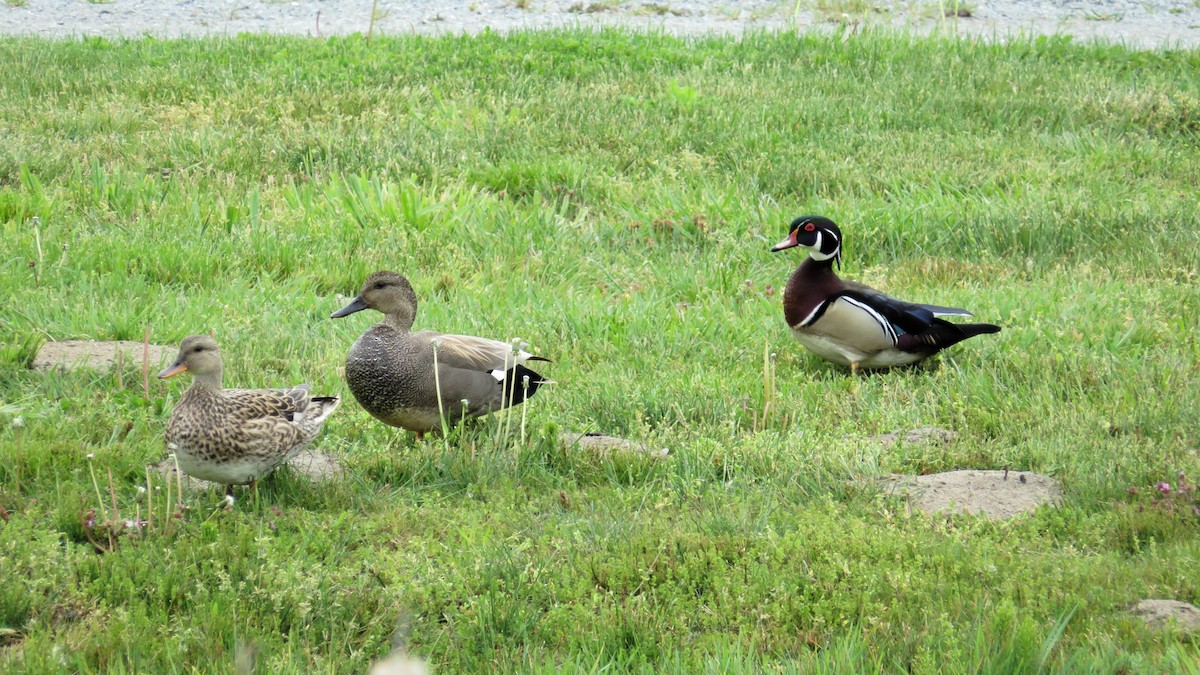 Gadwall - ML620429048