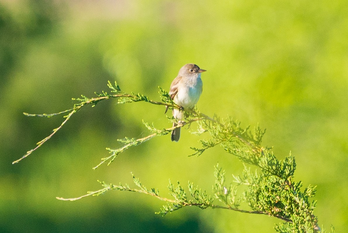 Willow Flycatcher - ML620429049