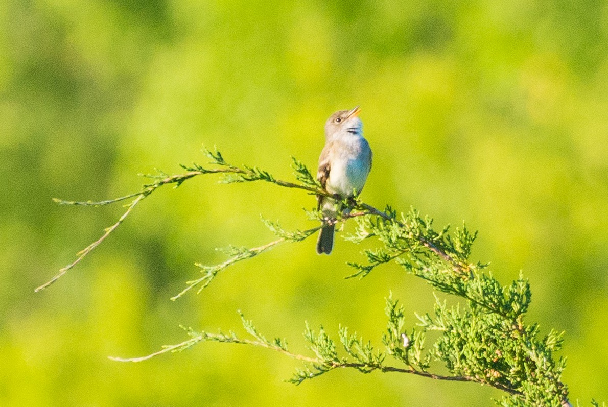 Willow Flycatcher - ML620429050