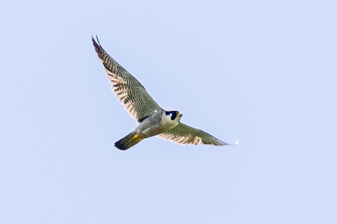 Peregrine Falcon - ML620429054