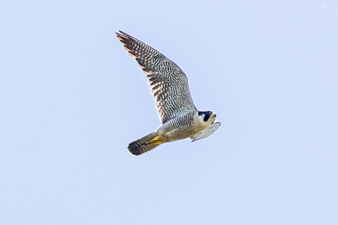 Peregrine Falcon - ML620429055