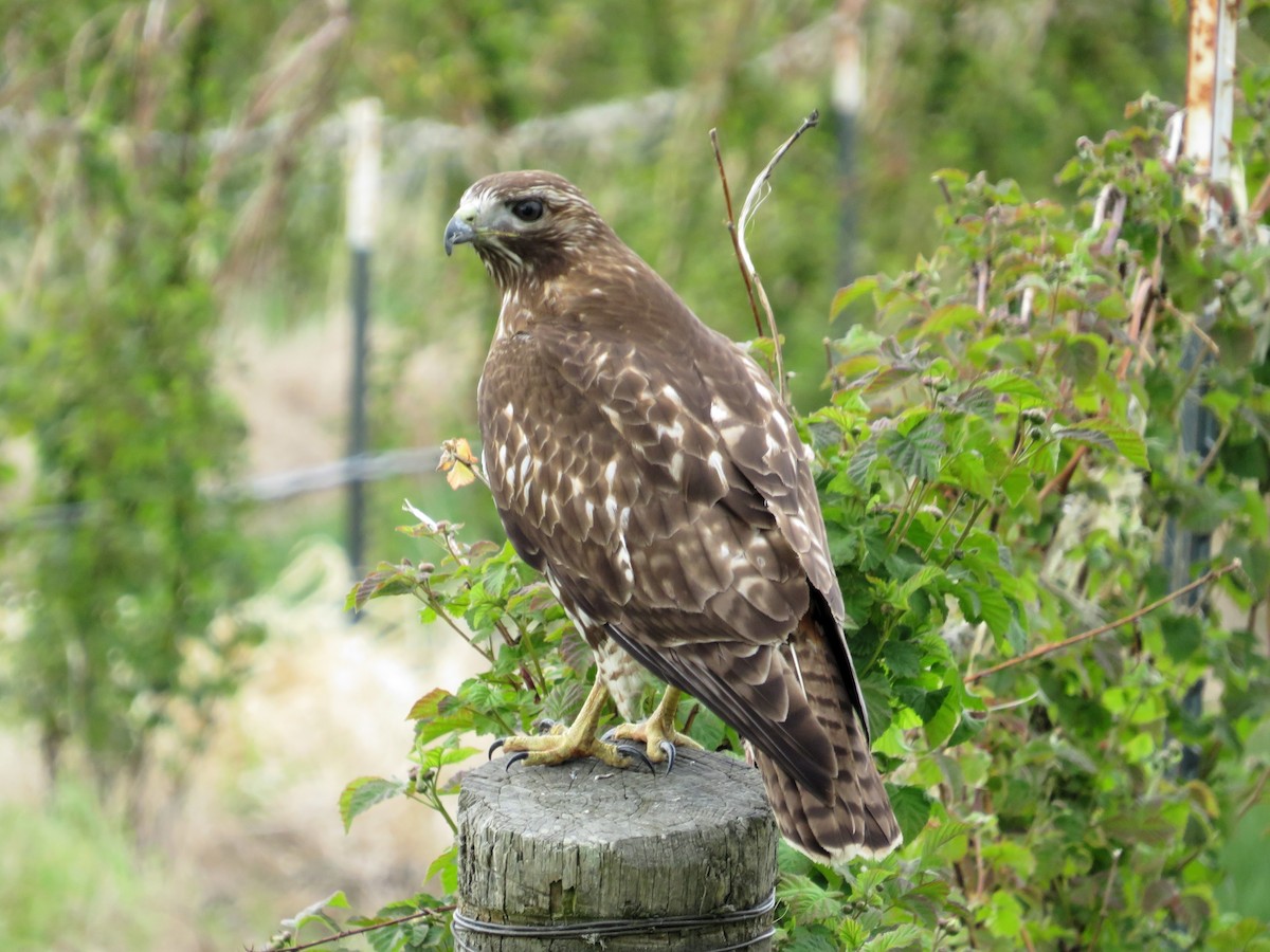 Red-tailed Hawk - ML620429057