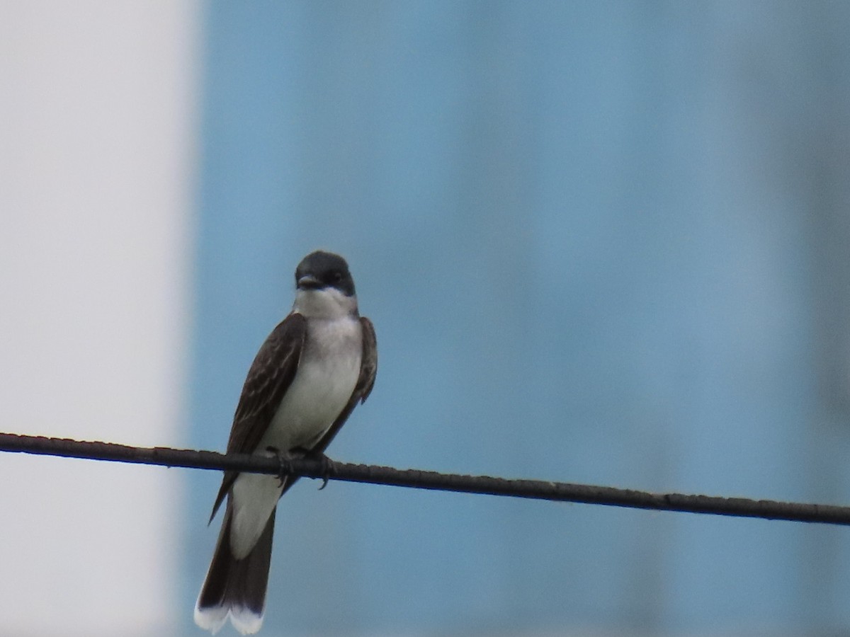 Eastern Kingbird - ML620429061