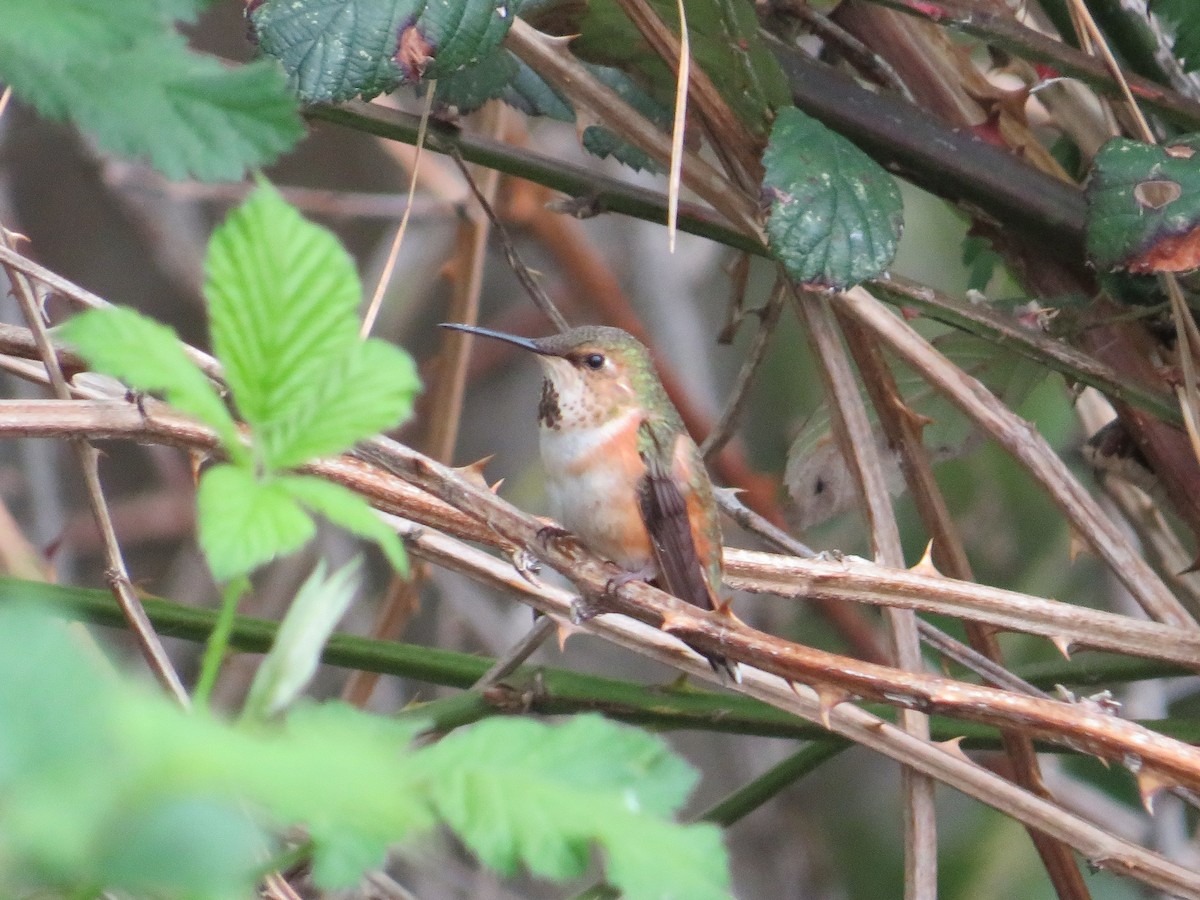 Rufous Hummingbird - ML620429062