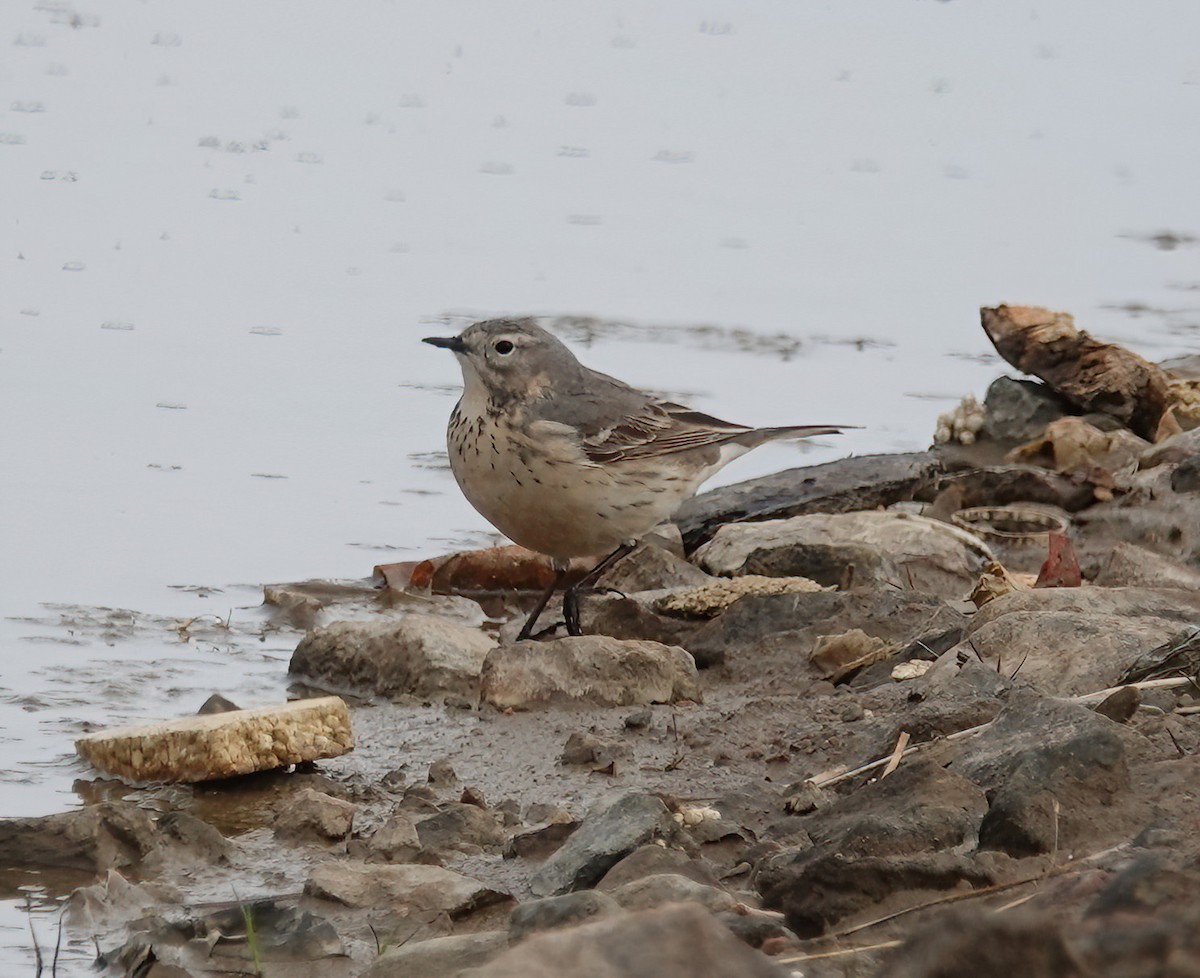 American Pipit - ML620429070