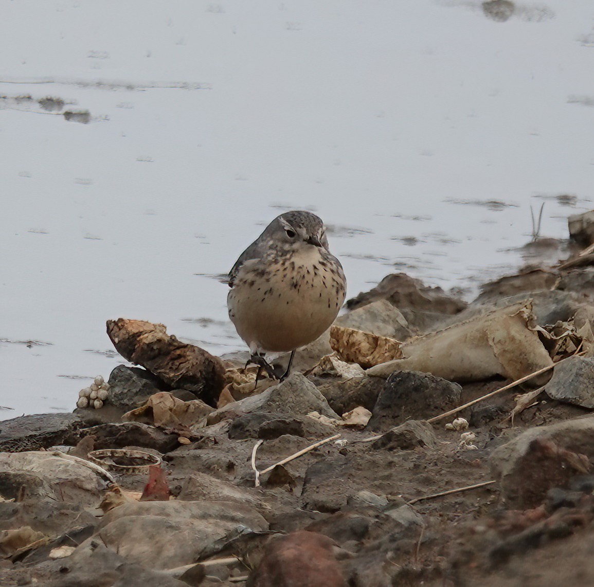 American Pipit - ML620429071