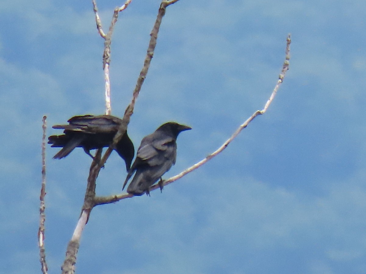 American Crow - ML620429076