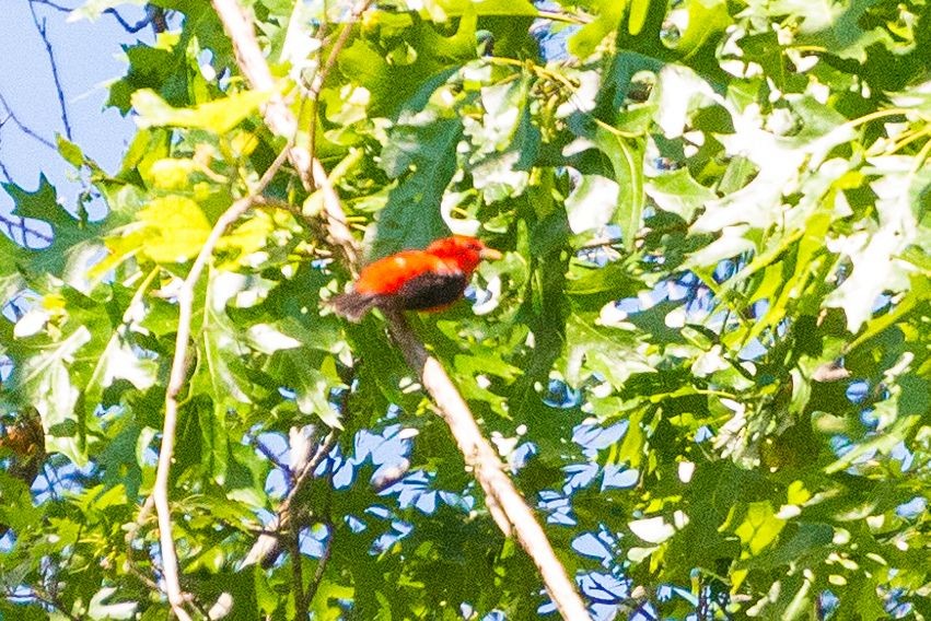 Scarlet Tanager - Jason Hedlund