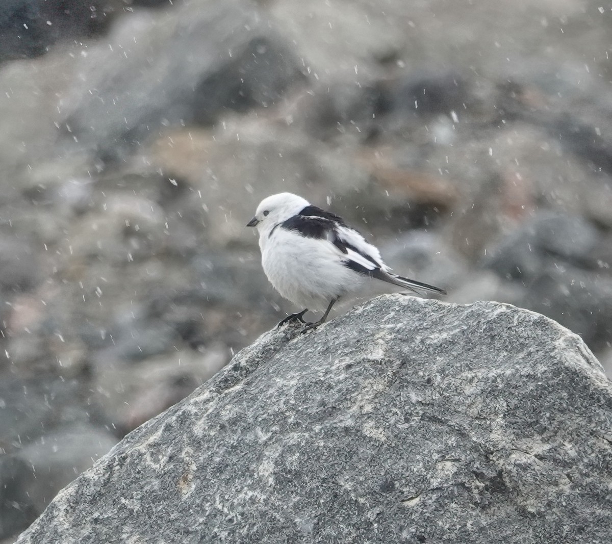 Snow Bunting - ML620429085