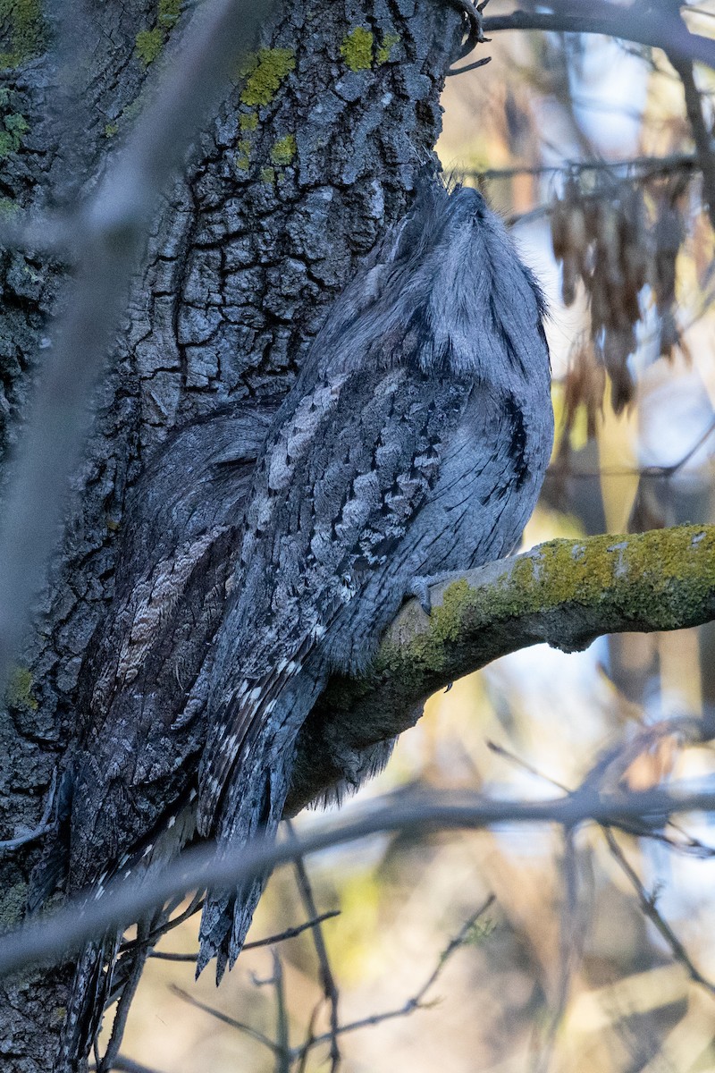 Tawny Frogmouth - ML620429088