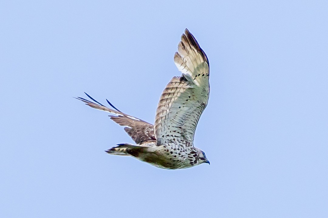 Broad-winged Hawk - ML620429094