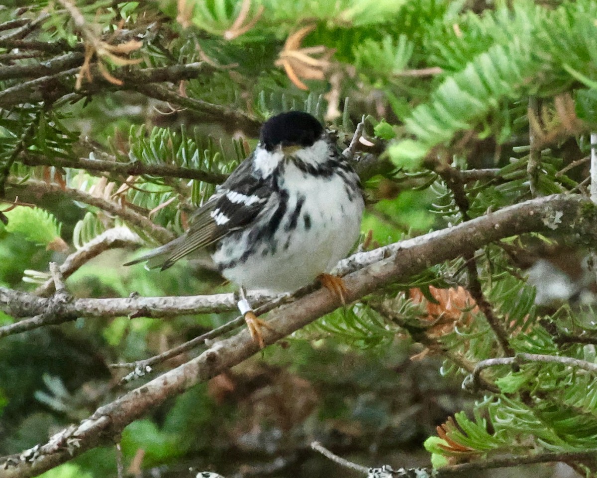 Blackpoll Warbler - ML620429097