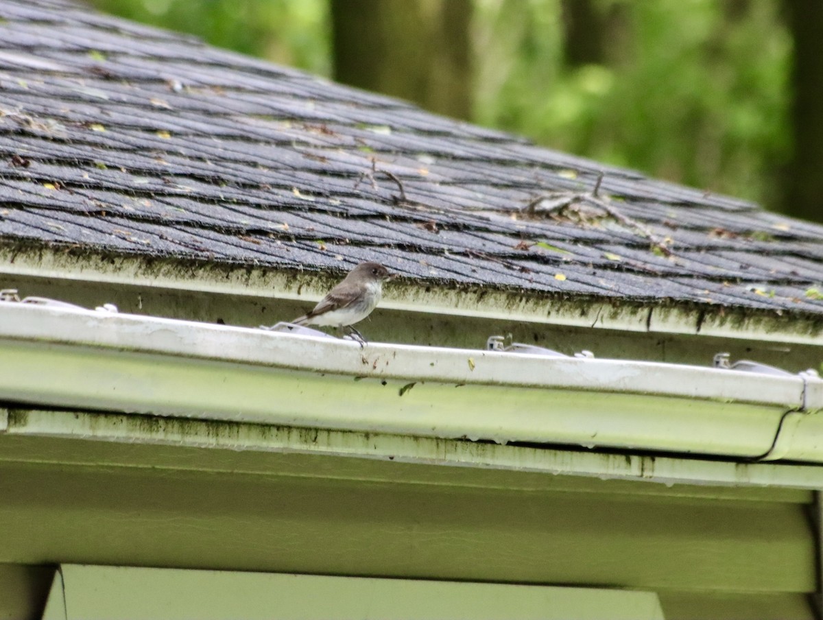 Eastern Phoebe - ML620429101