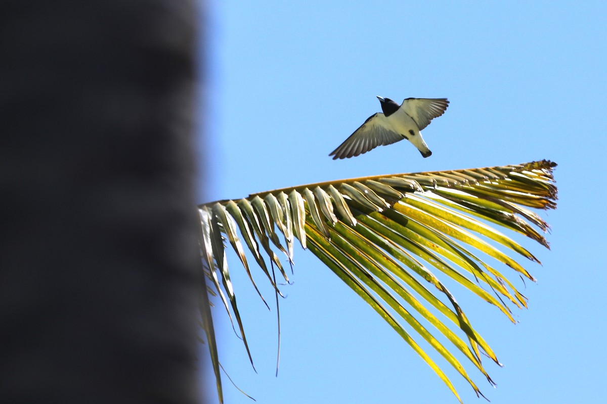 White-breasted Woodswallow - ML620429102