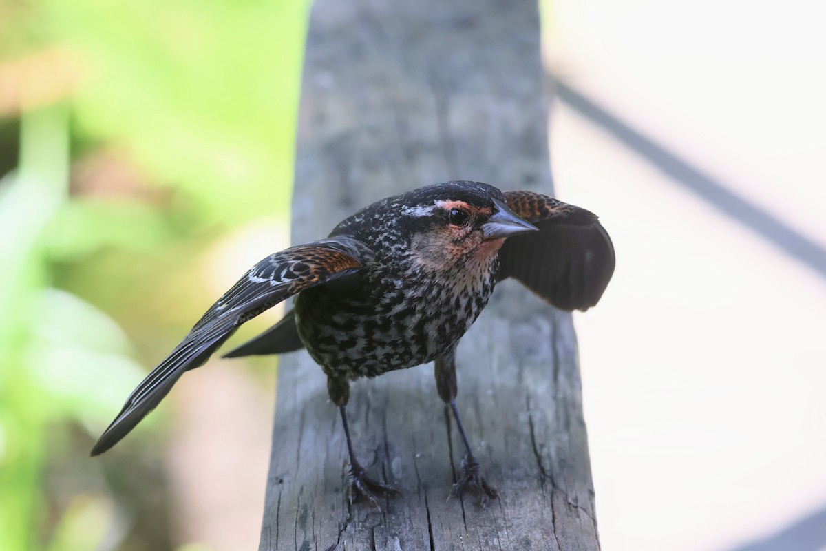 Red-winged Blackbird - ML620429103