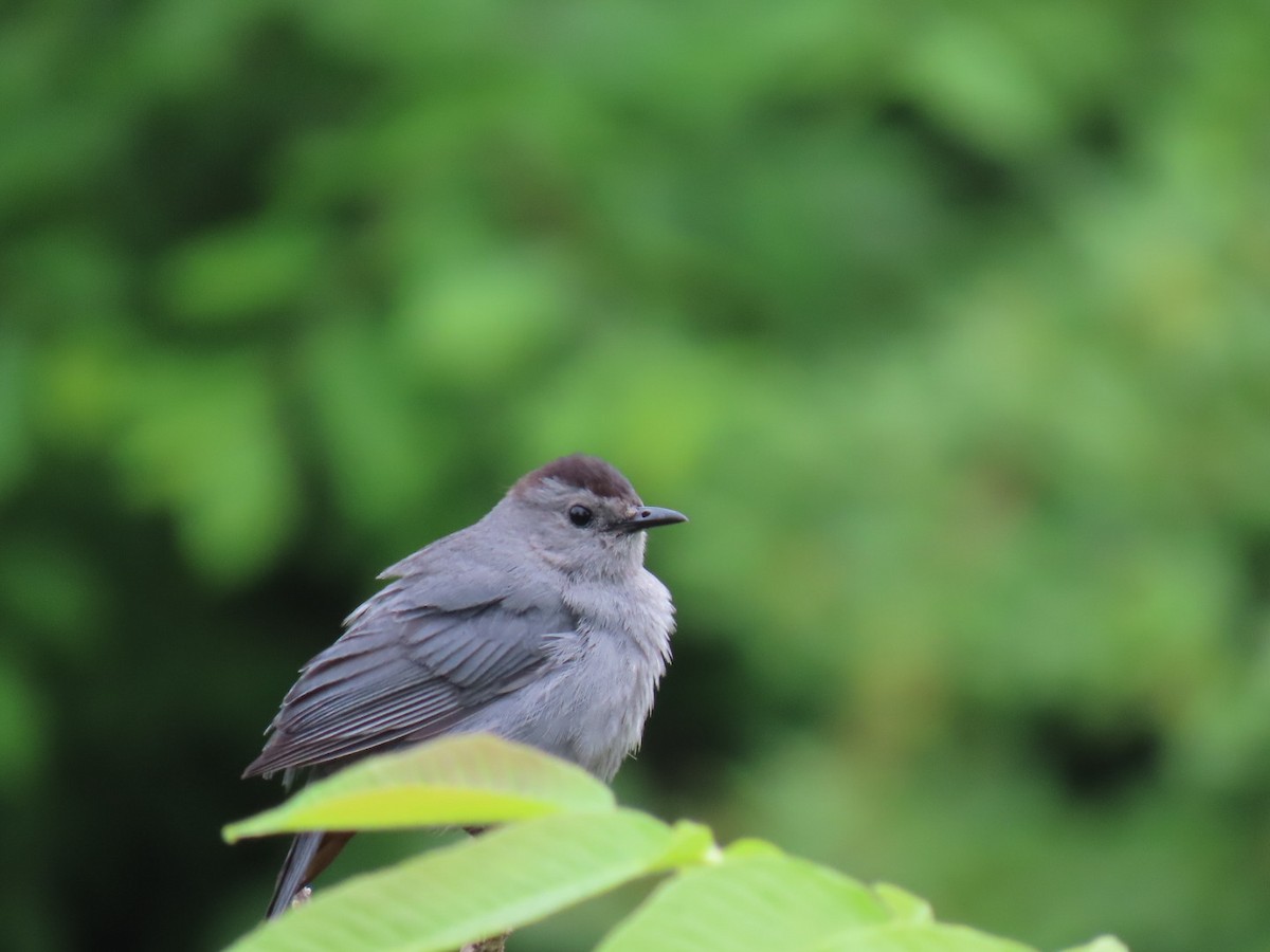 Gray Catbird - ML620429104