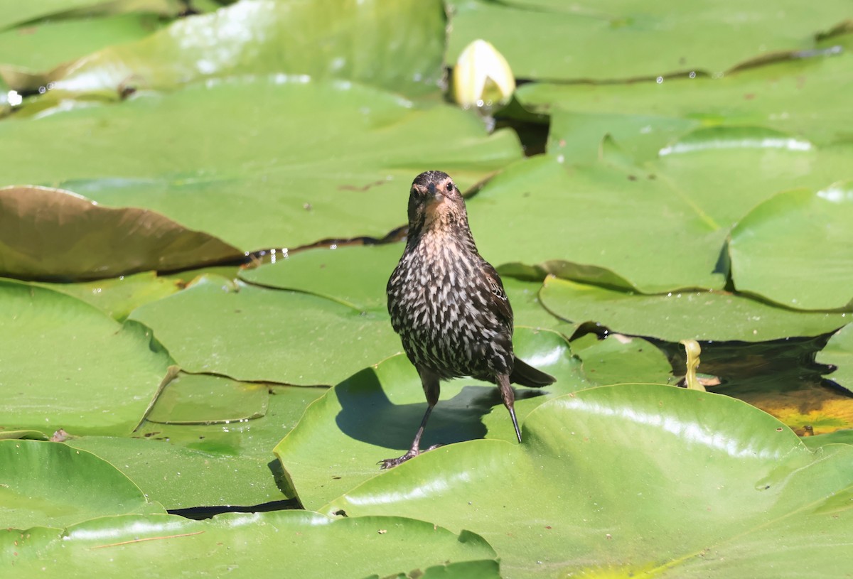 Red-winged Blackbird - ML620429108