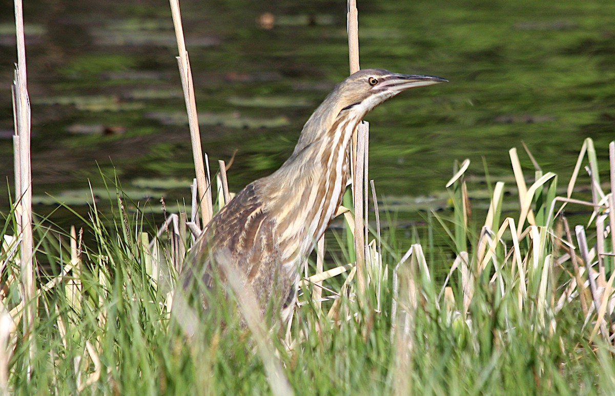 American Bittern - ML620429110