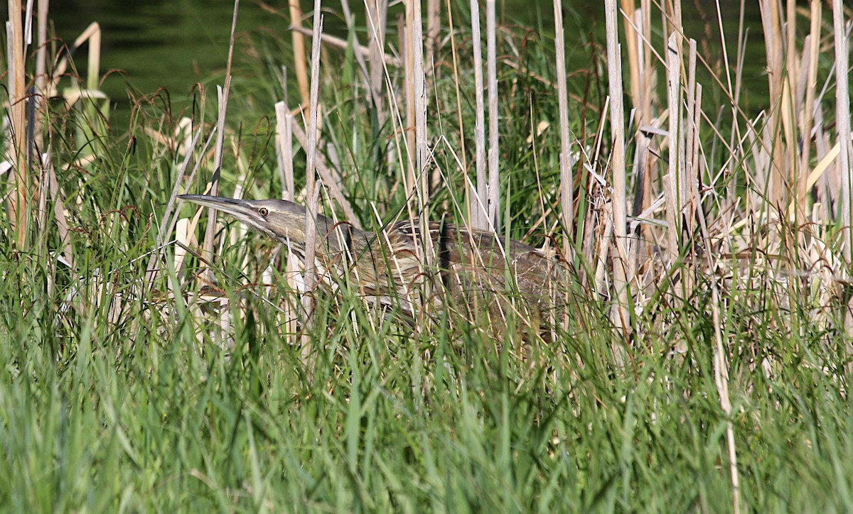 American Bittern - ML620429111