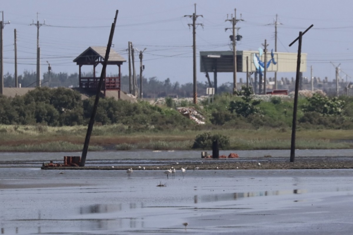 Black-faced Spoonbill - ML620429133