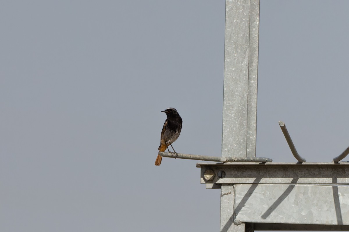 Black Redstart - ML620429136