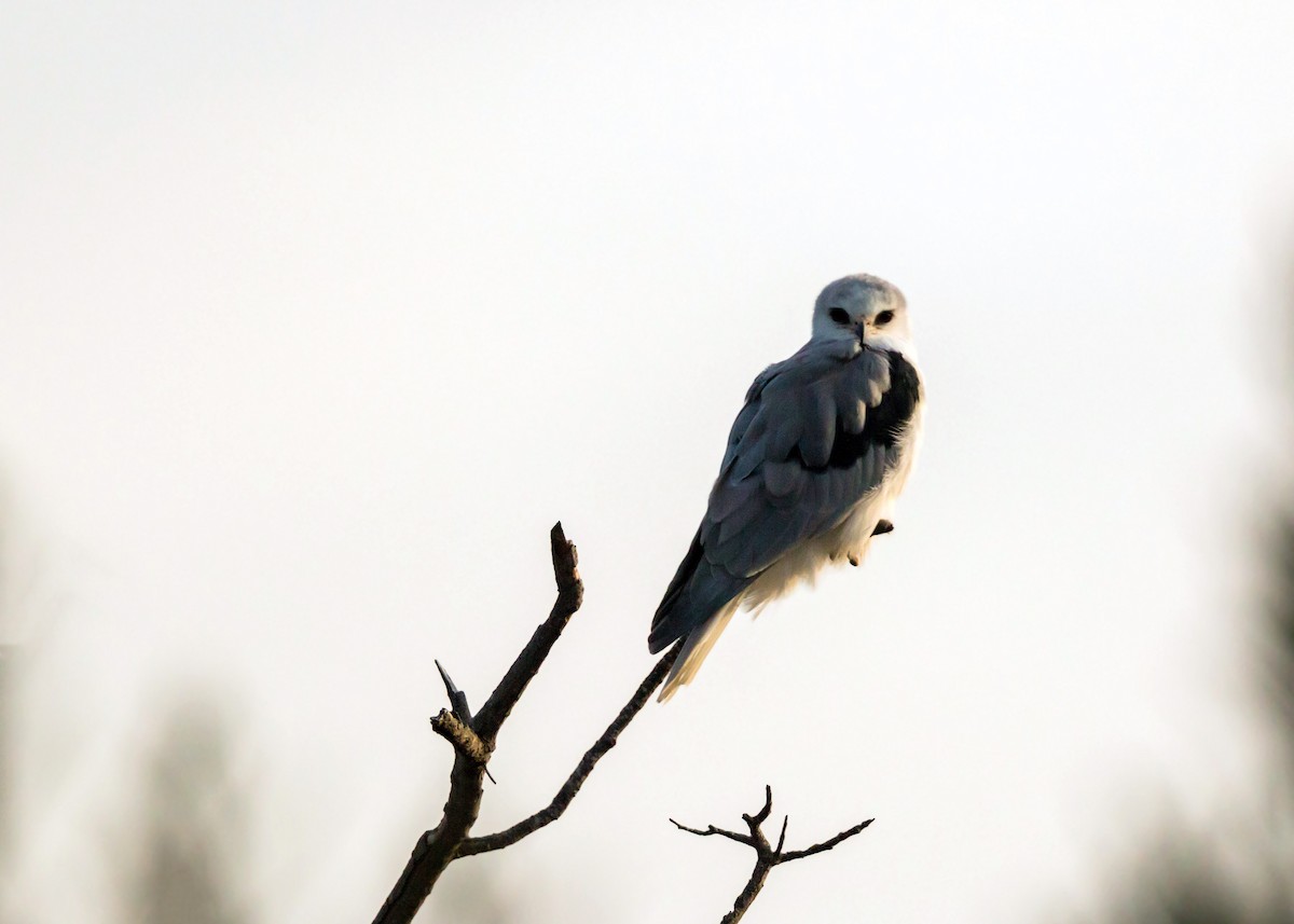 White-tailed Kite - ML620429138